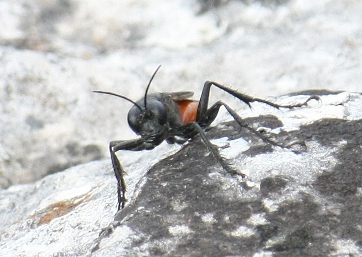 Sphecidae